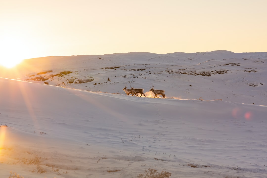 Kangerlussuaq